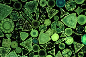 Images Dated 23rd September 2008: Diatoms - marine (x25)