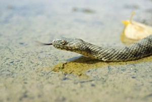 Images Dated 31st August 2007: Dice Snake