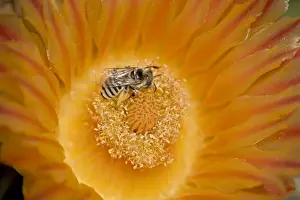 Pollination Prints: Digger Bee (Family Anthophoridae) on fishhook barrel cactus blossum (Ferocactus wislizeni)
