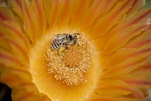 Digger Bee - on fishhook barrel cactus blossum (Ferocactus wislizeni)
