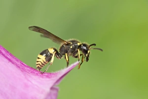 Images Dated 26th May 2004: Digger Wasp - resting on Foxglove flower Norfolk UK