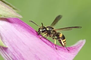 Images Dated 26th May 2004: Digger Wasp - resting on Foxglove flower Norfolk UK