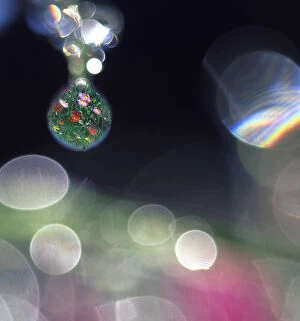 Botanical Gallery: Digital composite abstract of dew drops