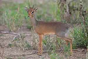 Dik-dik / Dikdik - Tarangire National Park - Tanzania