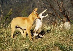 Dingo - 3 month old pup carrying freshly killed Rabbit