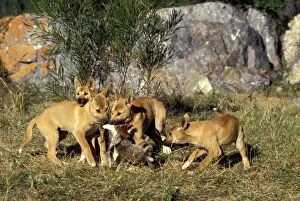 Dingo - 3 month old pups eating rabbit carcass