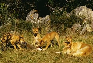 Dingo - 3 month old pups and father eating rabbit carcass