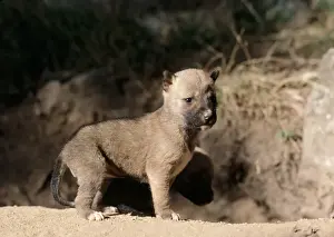 Dens Prints: Dingo - 3 week old pups outside den. South Eastern Ausralia