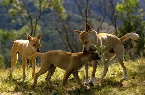 Dingo - Adult biting a juveniles neck gently, in a lesson in submission