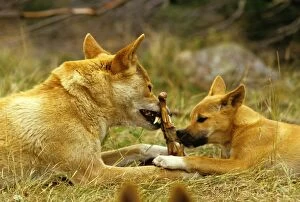Dingo - Adult male sharing food with three month old pup
