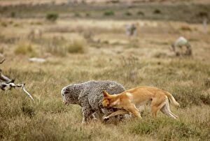 Dingo - Attacking a sheep