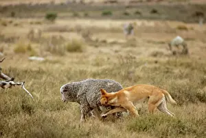 Biting Prints: Dingo - Attacking a sheep - Australia JPF17339