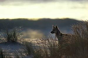 Dingo - On beach at dusk