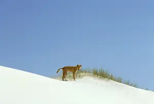 Dingo - On the beach - Nadgee Nature Reserve - far south coast New South Wales - Australia JPF17381
