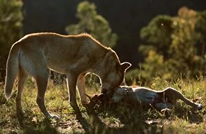 Dingo (Canis familiaris dingo) female with pup
