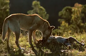 Dingo (Canis familiaris dingo) female with pup, Australia JPF23378