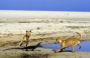 Dingo (Canis lupus dingo) two animals with Lace monitor (Varanus varius)