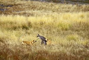 Dingo (Canis lupus dingo) attacking Eastern grey kangaroo
