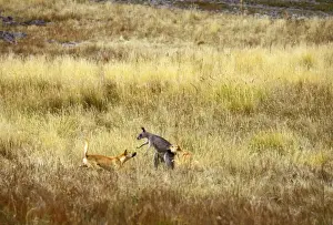 Attacking Prints: Dingo (Canis lupus dingo) attacking Eastern grey kangaroo