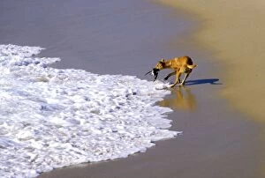 Dingo (Canis lupus dingo) catching seabird at sea edge