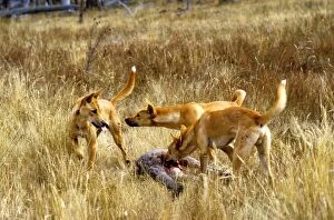 Dingo (Canis lupus dingo) three - eating Eastern