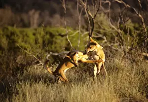 New South Wales Prints: Dingo (Canis lupus dingo) fighting, East coast, New South Wales, Australia JPF23335