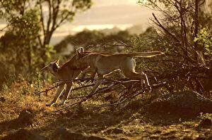Dingo (Canis lupus dingo) fighting