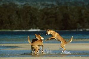 Dingo (Canis lupus dingo) three fighting at waters edge