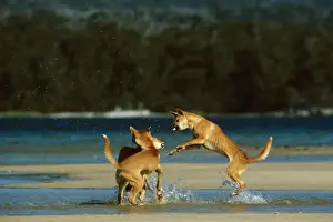 Feral Prints: Dingo (Canis lupus dingo) three fighting at water's edge