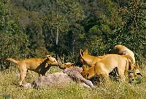Dingo (Canis lupus dingo) group feeding on kangaroo carcass