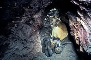 Dens Prints: Dingo (Canis lupus dingo) mother and three-day-old pups (12 of them) inside hollow log