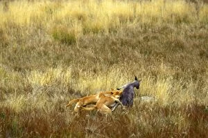 Dingo (Canis lupus dingo) pair catching an Eastern grey kangaroo Macropus giganteus