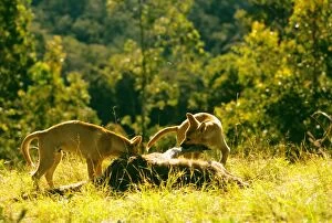 Dingo (Canis lupus dingo) pair feeding on kangaroo carcass