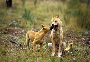 Dingo (Canis lupus dingo) pup showing submission to adult