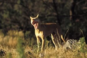 Dingo (Canis lupus dingo) standing with mouth open