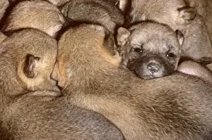 Dens Prints: Dingo (Canis lupus dingo) three-day pups huddle together in den
