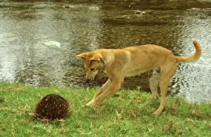 Dingo (Canis lupus dingo) trying to get at a burrowing Echidna, Southern New South Wales, Australia JPF23327