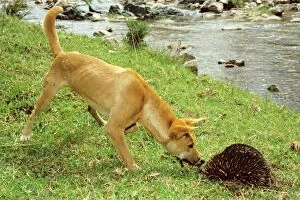 Dingo (Canis lupus dingo) trying to catch burrowing echidna by river