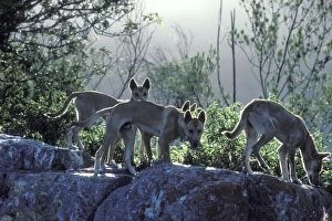 Dingo (Canis lupus dingo) young animals