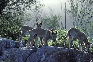 New South Wales Prints: Dingo (Canis lupus dingo) young animals