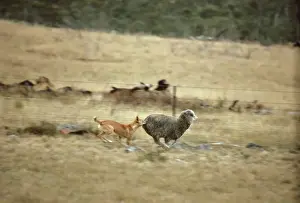 Dingo - Catching sheep - East coast - New South Wales - Australia JPF17327