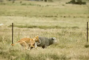 New South Wales Prints: Dingo - Catching sheep - East coast - New South Wales - Australia JPF17336