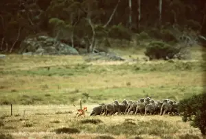 Pursuit Prints: Dingo - chasing a flock of sheep, Southeastern Australia JPF23343
