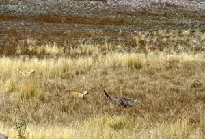 Dingo - chasing kangaroo