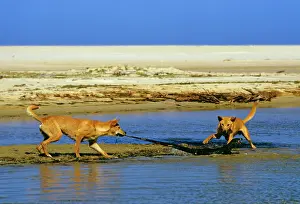 Biting Prints: Dingo - chasing Lace Monitor Lizard (Varanus varius) - New South Wales