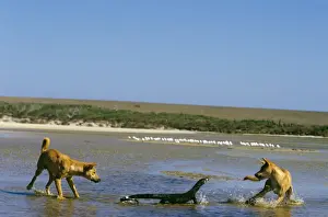 Monitors Prints: Dingo - chasing Lace monitor, Nadgee Nature Reserve