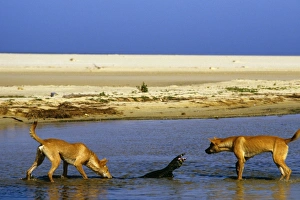 Dingo - chasing Lace monitor (Varanus varius) Dingo - chasing Lace monitor (Varanus varius)