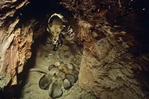 Feral Prints: Dingo - with cubs in den
