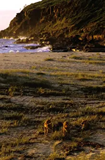 Dingos Prints: Dingo - On dunes by beach - Nadgee Nature Reserve