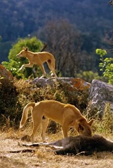 Dingo - Eating freshly killed kangaroo